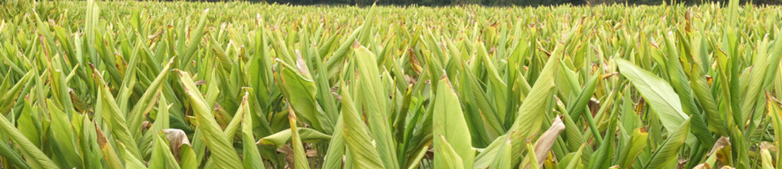 Obraz premium Turmeric plant field in India. Agriculture background of healthy and growing crop. 