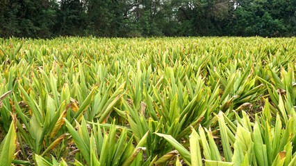 Obraz premium Turmeric plant field in India. Agriculture background of healthy and growing crop. 
