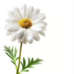 White Daisy blooming in the summer sun.  White Daisy blooming in the summer sun.