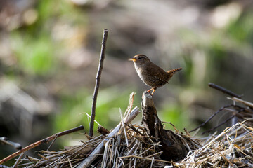 Singendes Zaunkönig Männchen ( Troglodytes troglodytes ) 	
