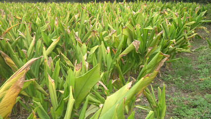 Turmeric plant field in India. Agriculture background of healthy and growing crop. 