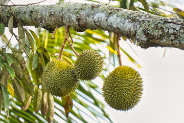 Three spiky, green durian fruits hang from a tree branch.