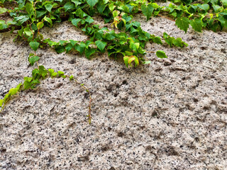 Natural green vines climbing on a textured gray surface with evident patterns and ample space for text