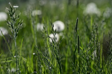 Gräser im Gegenlicht vor Pusteblumen