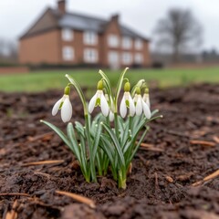 Obraz premium Close-up of snowdrops blooming in a garden with a house in the background.