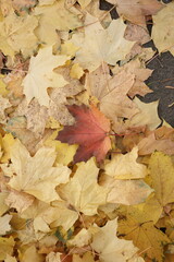 Autumn leaves on maple trees Foliage in park in sun. Natural autumn background. Foliage, falling leaves. Autumn leaf. Autumn mood. seasonal fall of foliage from maple and oak. yellow and orange trees