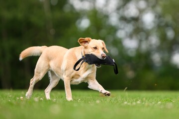 Czocha medieval castle in Lower Silesia in Poland.