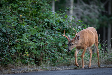 Deer crosses a path. Roe deer in the park walking along the road.