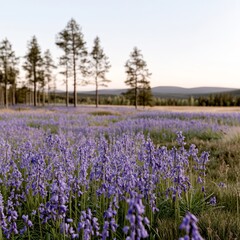 Naklejka premium Serene field of purple wildflowers at sunset, tall trees in background.