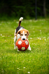 Funny Beagle dog playing with ball in backyard