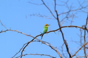 Rainbow bee eater, merops ornatus, native Australian bird, perched sitting on thorny branch, Queensland Australia
