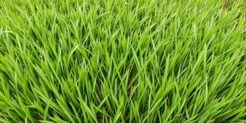 Obraz premium Smooth, lush green grass covering the ground, perfect for backgrounds and textures, serene, lawn