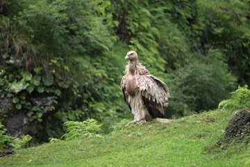 In the Indian Himalayas, a vulture perches in its natural habitat—a rare and endangered sight...