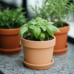 Fototapeta premium Three potted herbs, basil, rosemary, and other herbs on a windowsill.