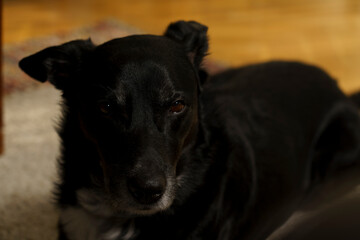 Close-up of a Black Dog with Serious Expression
