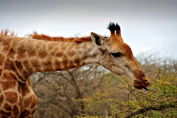 Giraffe Zulu Nyala Game Reserve South Africa