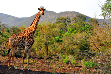 Giraffe Zulu Nyala Game Reserve South Africa