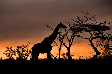 Giraffe Zulu Nyala Game Reserve South Africa