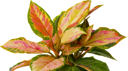 Vibrant autumn leaves in various colors - isolated on white background