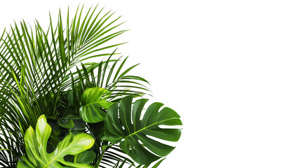 Green tropical plant with large leaves- isolated on white background