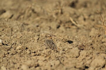 Lark standing on the ground. Selective focus. Bird background.
