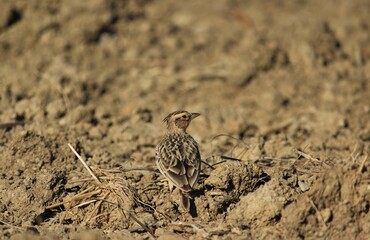 Lark standing on the ground. Selective focus. Bird background.
