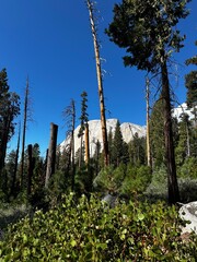 Walking through a sub-alpine forest (Yosemite National Park, California, USA)