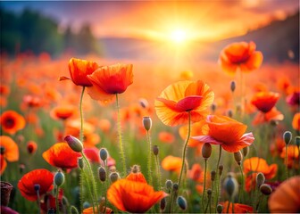 Obraz premium field of poppies in spring