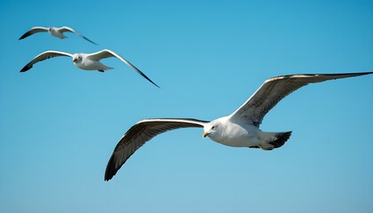 Obraz premium Group of seagulls flying in the blue sky, soaring freely.