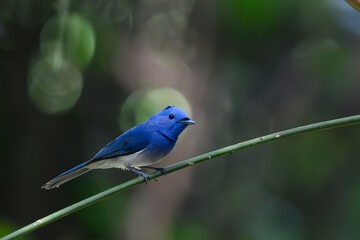 Black-naped Monarch bird on branch