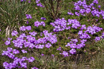 Close up of wild flowers from high altitude fields in Brazil.