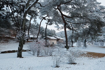 대한민국 전통의 건축물 한옥과 눈 쌓인 소나무에 상고대 함박눈이 어우러진 푸른 하늘의 하얀 겨울의 설경