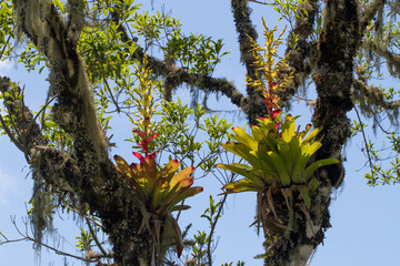 Tree with plants and bromeliads.
