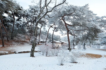 대한민국 전통의 건축물 한옥과 눈 쌓인 소나무에 상고대 함박눈이 어우러진 푸른 하늘의 하얀 겨울의 설경