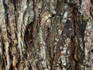 texture pattern formed by the rough bark of large trees.