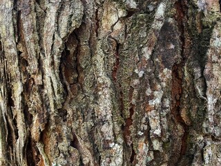texture pattern formed by the rough bark of large trees.