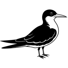 Black Skimmer illustration of a bird