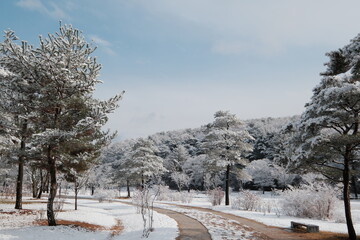 대한민국 전통의 건축물 한옥과 눈 쌓인 소나무에 상고대 함박눈이 어우러진 푸른 하늘의 하얀 겨울의 설경