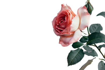 Fresh Rose Bloom with Softly Curved Petals and Natural Gradient isolated on transparent background