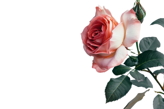 Fresh Rose Bloom with Softly Curved Petals and Natural Gradient isolated on transparent background