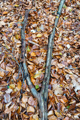 Fallen Branch Resting on a Bed of Autumn Leaves in a Forest Floor Composition