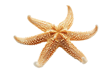 Starfish with Distinctive Patterns Isolated on Transparent Background