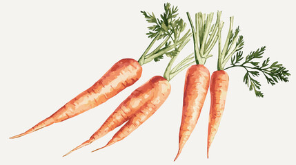 Watercolor carrot hand drawn isolated on white. Food illustration vegetable carrots for menu design, kitchen utensils, logo, printing Set of ripe carrots. Watercolor bright hand-drawn illustration