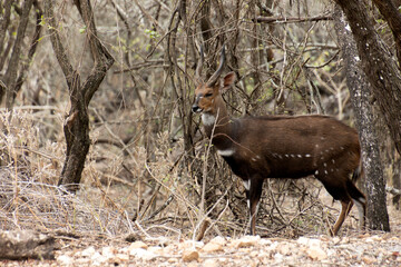 Guib harnaché dans le parc Kruger en Afrique du Sud
