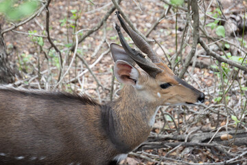 Guib harnaché en gros plan, dans le Parc National Kruger, Afrique du Sud