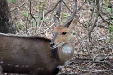 Guib harnaché en gros plan, dans le Parc National Kruger, Afrique du Sud