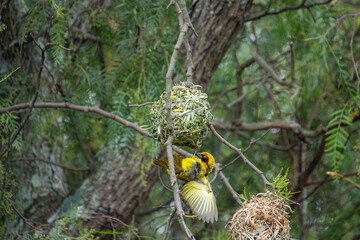 Afrique du Sud, tisserand en train de confectionner un nid