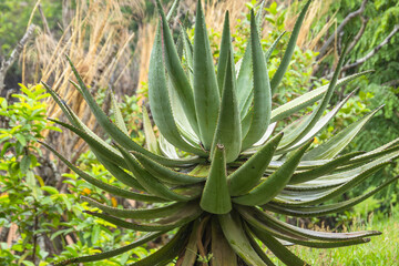 Fototapeta premium plante aloe, en gros plan