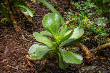 plante succulente d'une région montagneuse d'Afrique du Sud 