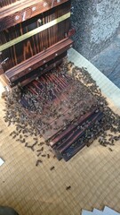 816)The exterminated Japanese honeybees are placed back into the hive without being killed(Photo taken at 14:42 on march 16, 2016)